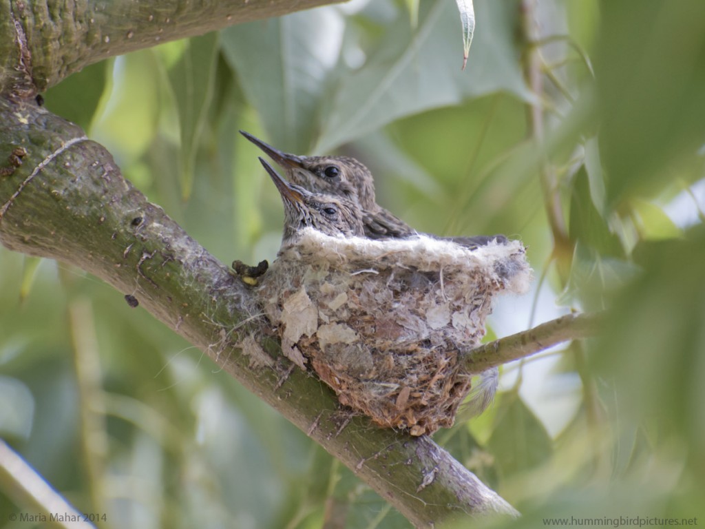Picture of two baby hummingbird wedged into their nest and looking to the side with eyes open.