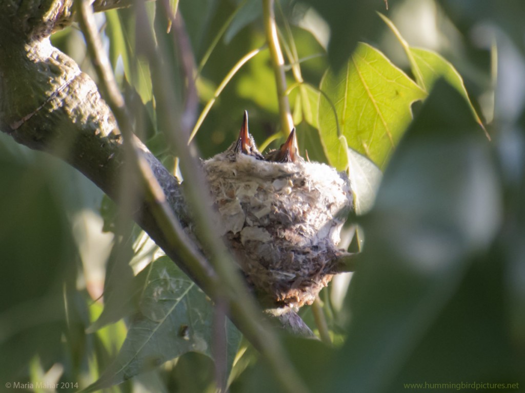 Picture of two baby hummingbird beaks poking just above the rim of a nest.
