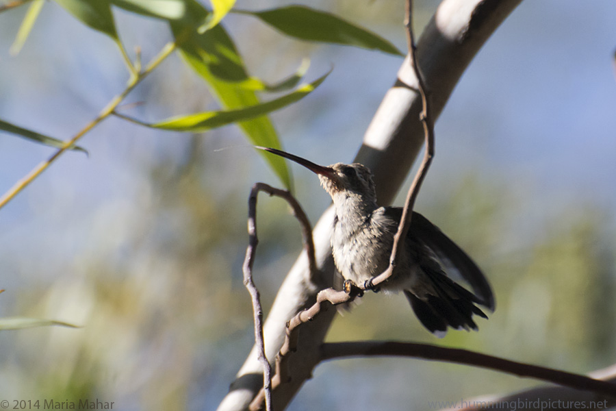 Picture of a Broad-tailed Hummingbird with its tongue out.