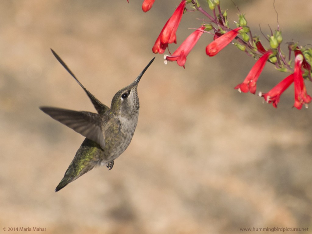 Close up picture of an Anna's Hummingbird with flowers. This side view shows the hummingbird hovering and looking up to feed from a bell shaped red flower.