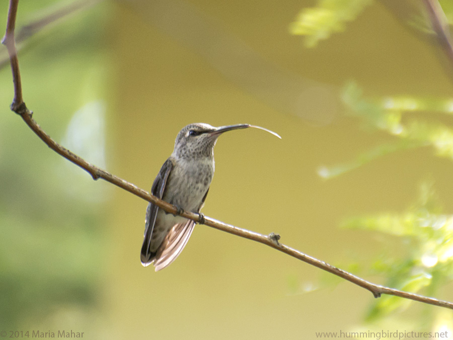 Picture of a hummingbird tongue. A hummingbird perches on a twig and its tongue is sticking out of its beak