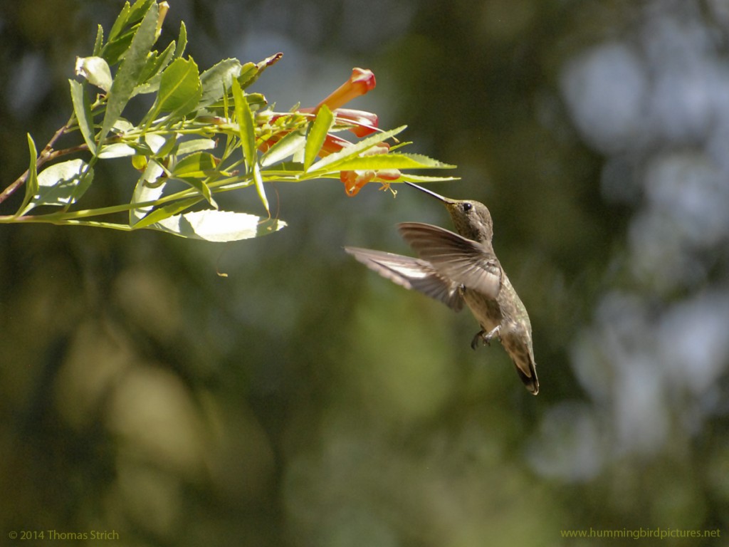Side view of a hummingbird hovering upright next to orange Tecoma flowers.