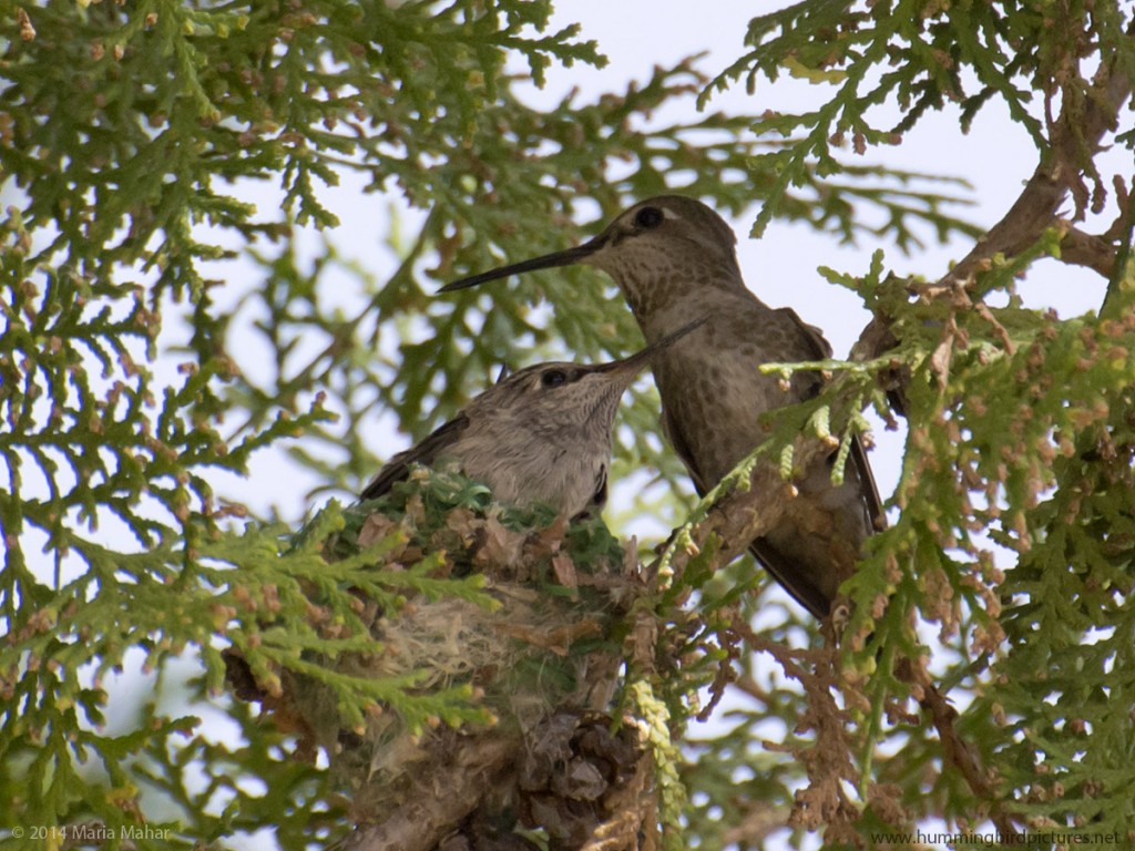 Close up picture of a Mother's Day hummingbird perching next to her nest in a Juniper tree.
