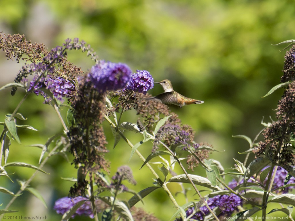 Photo of hummingbird with purple flowers. This side view shows a hummingbird in the middle of butterfly bush flower stalks..