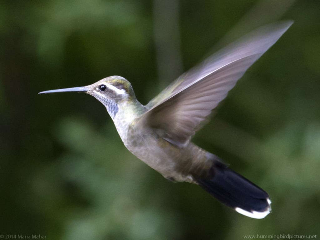 Close up picture of a Blue-throated Hummingbird flying in side view
