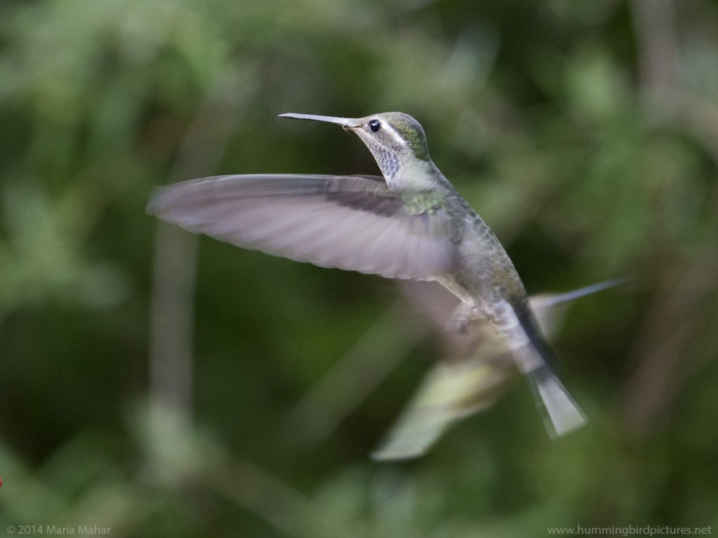 Side view picture of a Blue-Throated Hummingbird in flight