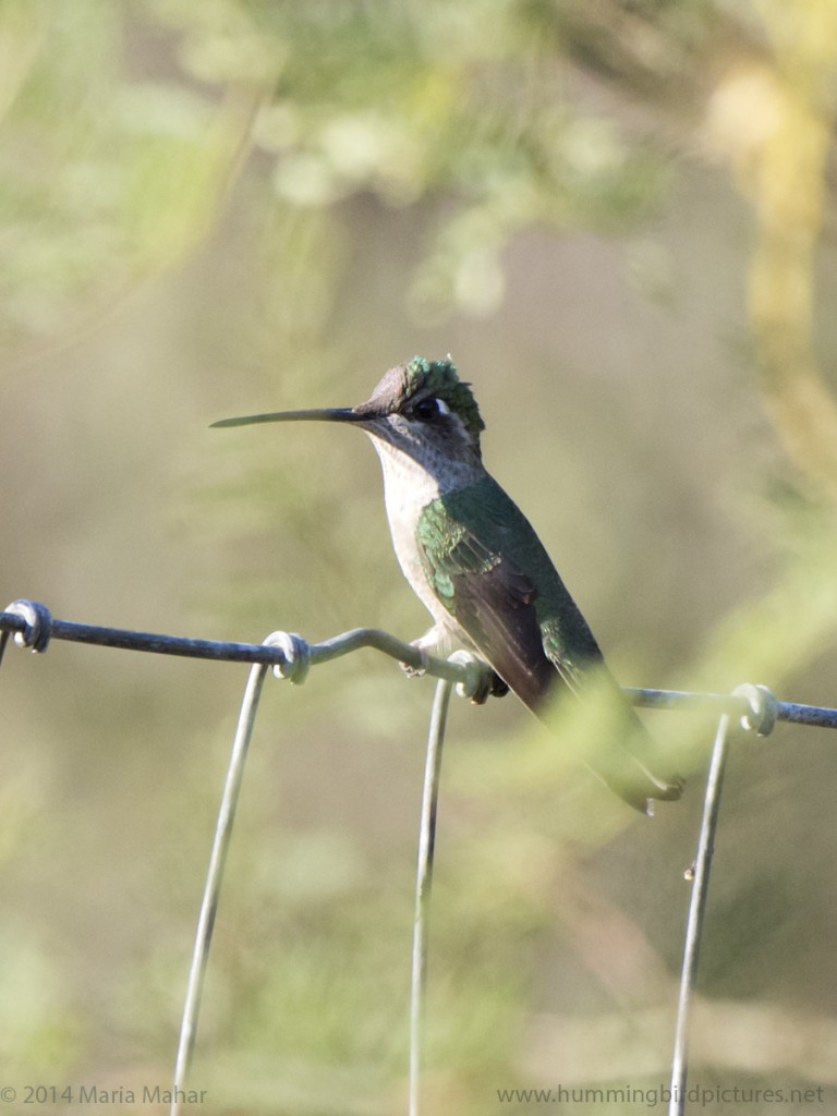 Picture of a female Magnificent Hummingbird. She is perched on a wire fence, visible through leaves.