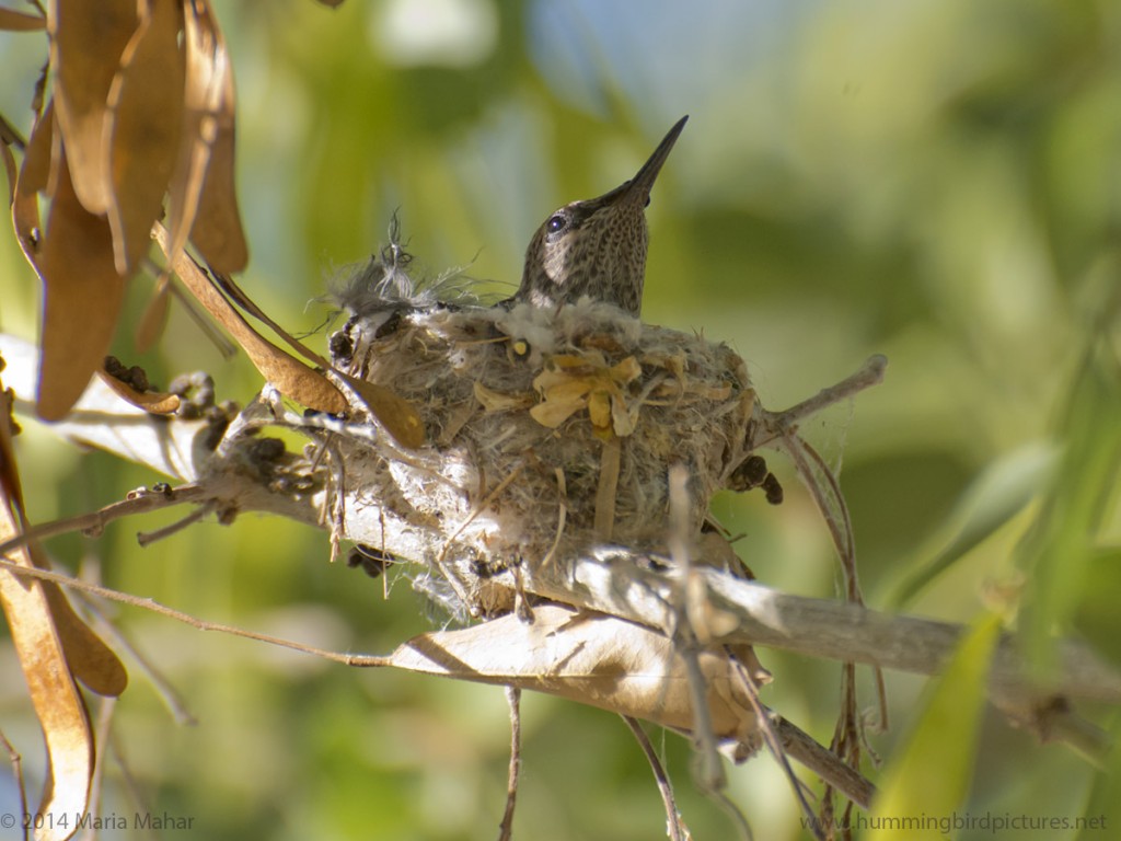 Close up picture of a hummingbird nest with a baby hummingbird. This side view shows the nest on twigs.