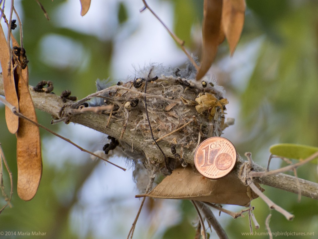 Close up photo of a Euro cent coin next to a hummingbird nest for size comparison