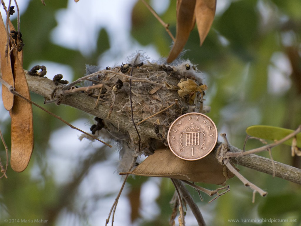 Close up picture of a hummingbird nest next to a British penny to answer how small is a hummingbird nest.
