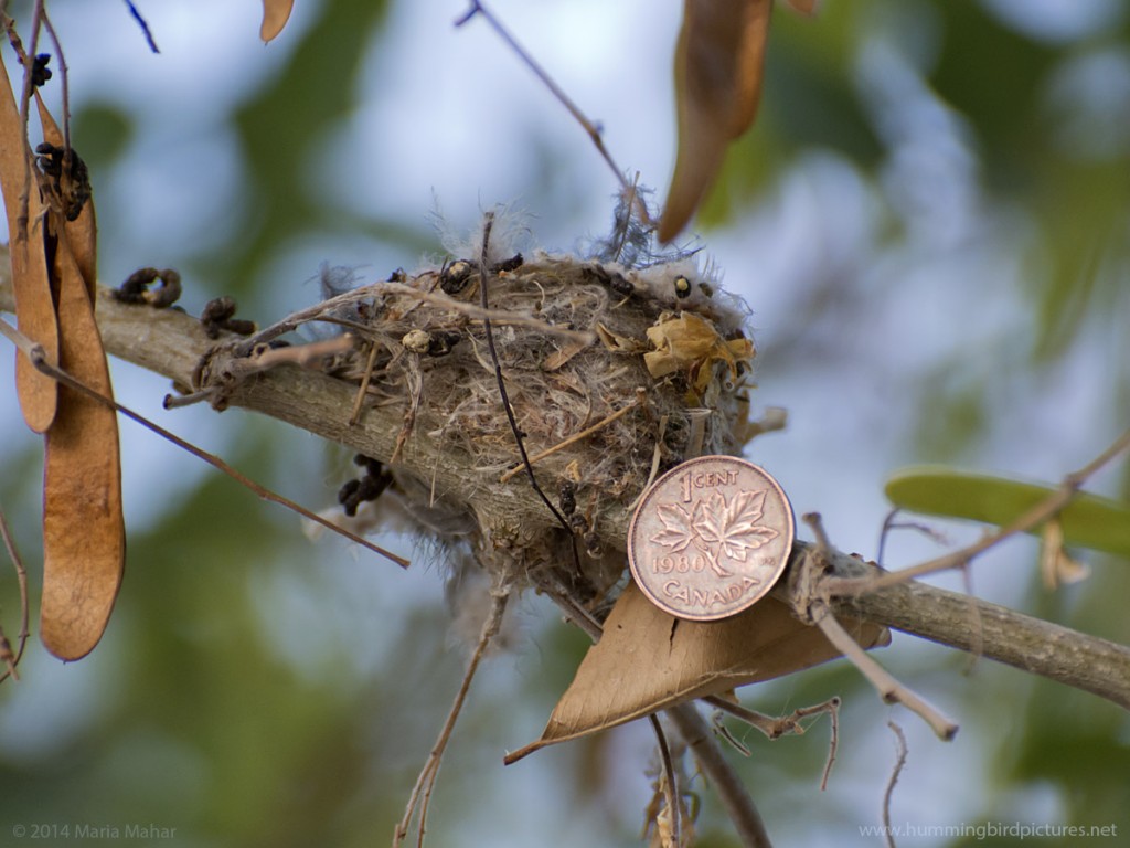 Close up picture of a Canadian penny next to a hummingbird nest.