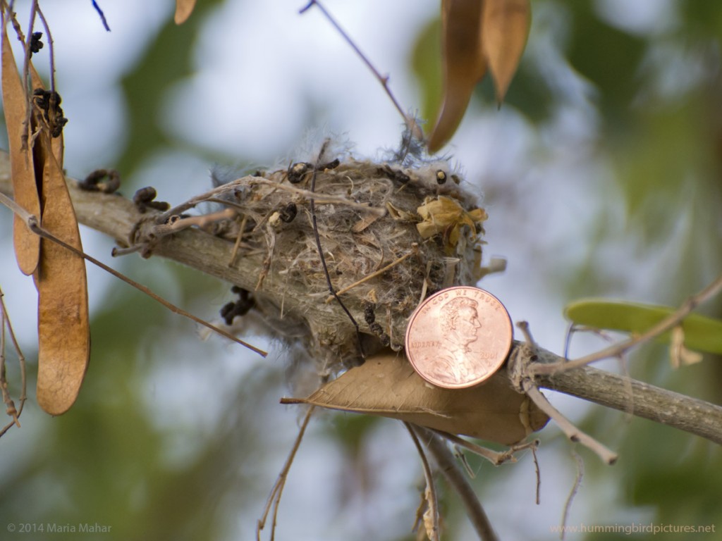 Close up picture answers how small is a hummingbird nest by showing a U.S. penny next to the nest.