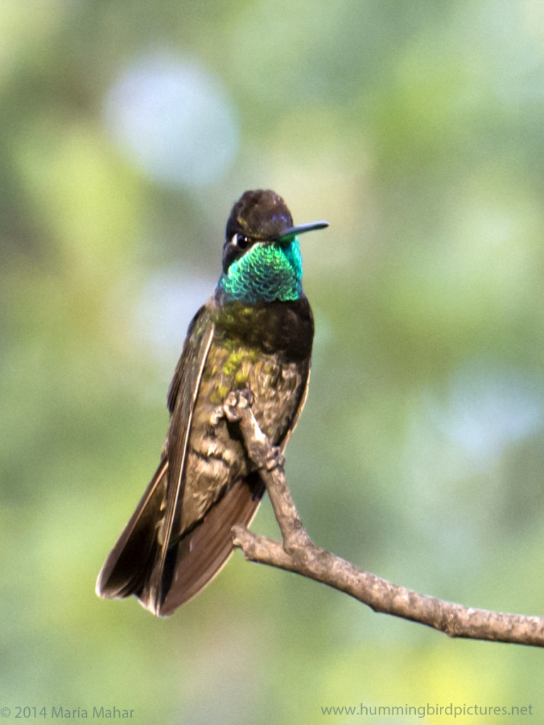 Close up pictures of a Magnificent Hummingbird. Its iridescent blue green throat and purple head are visible.
