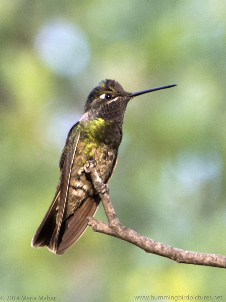 Close up picture of a Magnificent Hummingbird in side view