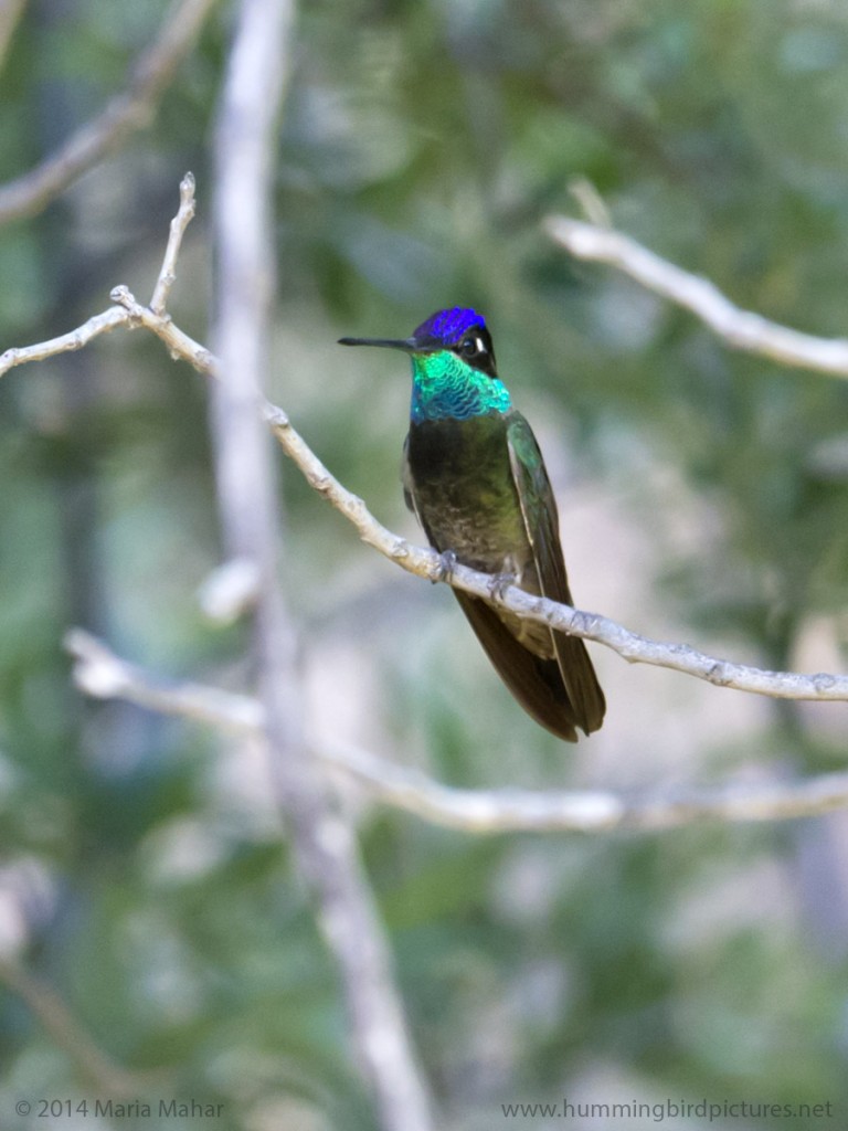 Picture of a male Magnificent Hummingbird showing his iridescent gorget and head