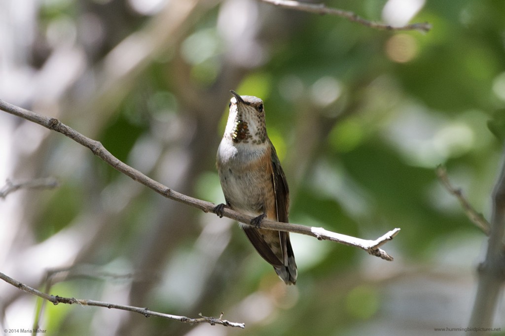 Picture of a female Rufous Hummingbird perched on a twig and looking at the camera.