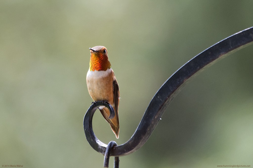 Picture of a male Rufous Hummingbird with his orange gorget catching the light.