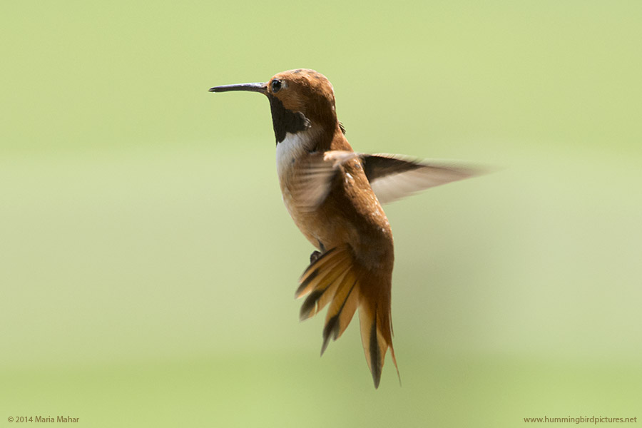 Picture showing male Rufous Hummingbird's back and flared tail against a green background.