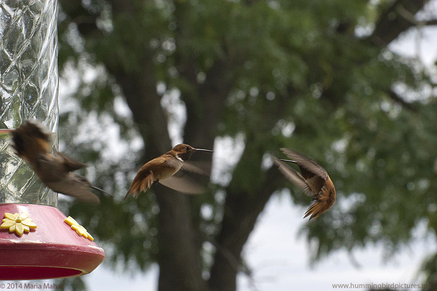 Picture of a 2 male Rufous Hummingbirds in flight, with one backing away and one charging toward it