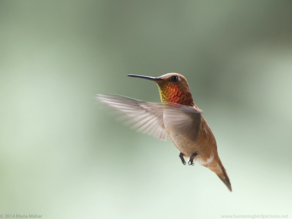 Picture of a male Rufous Hummingbird hovering in flight