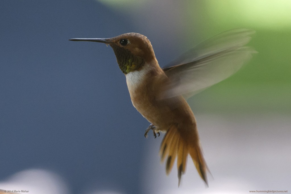 Picture of Rufous Hummingbird male in flight