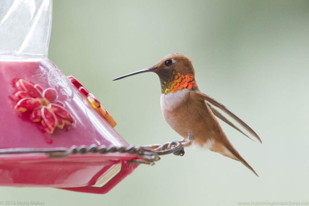 Picture of a male Rufous Hummingbird perched on a feeder