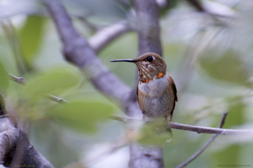 Picture of a young male Rufous Hummingbird, with a few iridescent orange gorget feathers. 