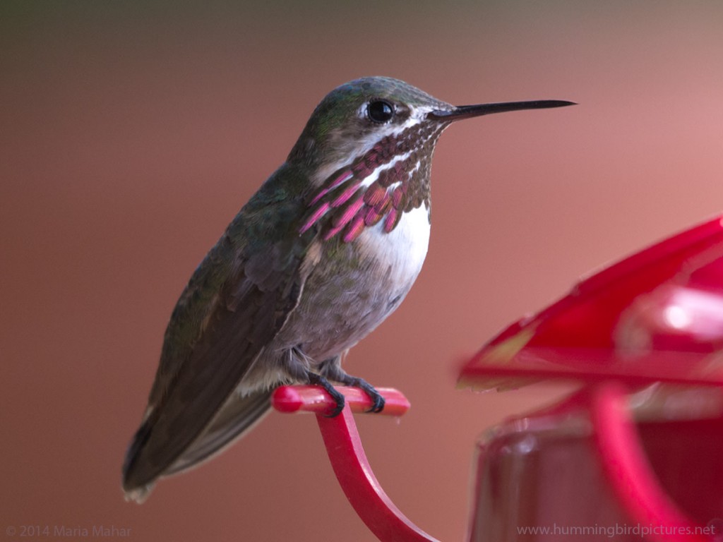 Close up picture of a male Calliope Hummingbird as he perches on a feeder