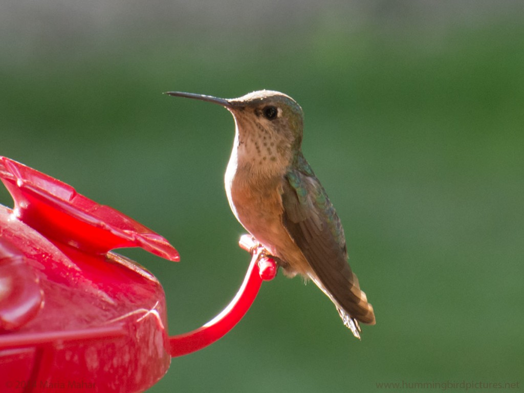Close up picture of a female Calliope Hummingbird perching on a feeder