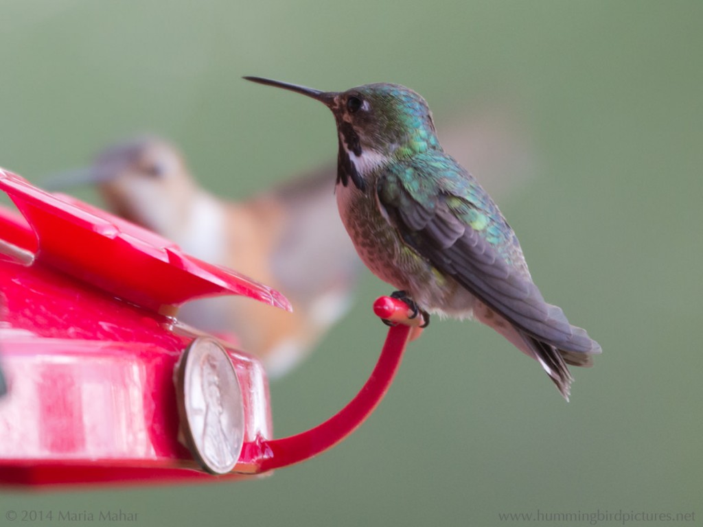 Picture of a male Calliope Hummingbird on a feeder