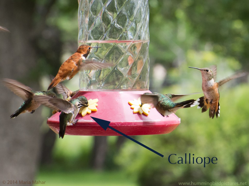 Picture of a Calliope Hummingbird clinging to a feeder and feeding while other hummingbirds either feed or confront each other.