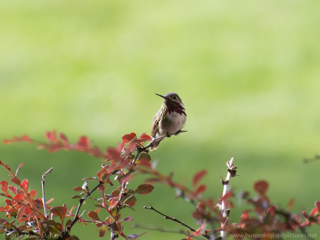 Picture of a male Calliope Hummingbird with his dark red gorget visible as he perches on a small twig