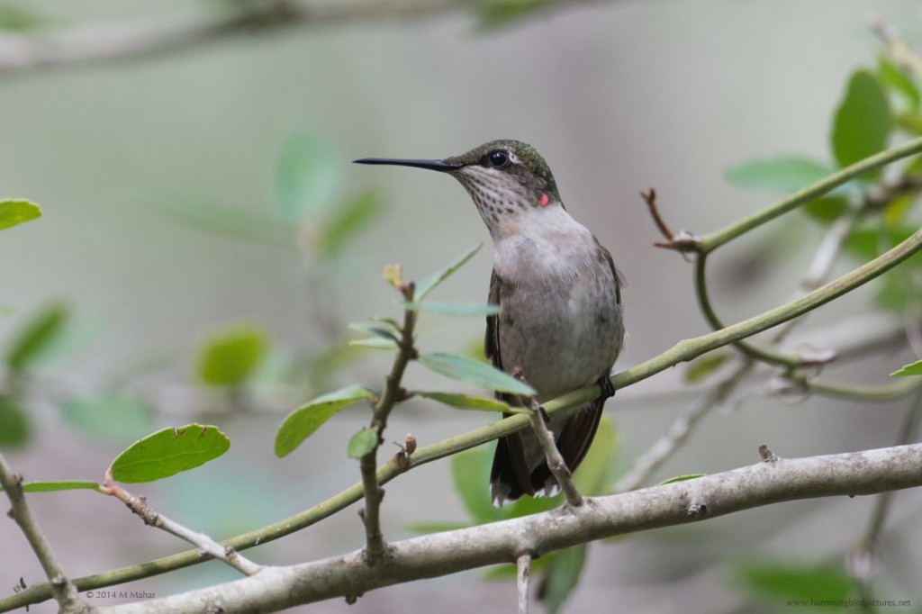 Close up side view of a young male Ruby-throated Hummingbird perching among twigs and leaves.