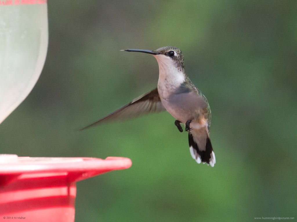 Close up of Ruby-throated Hummingbird hovering next to feeder