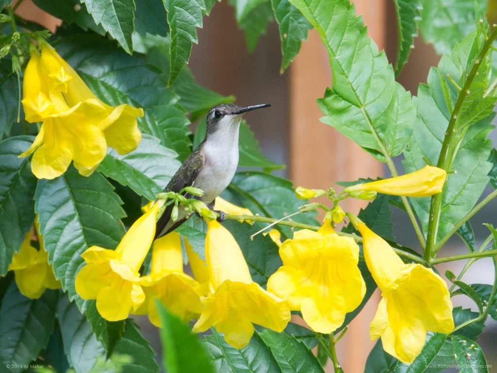 Picture of a female Ruby-throated Hummingbird among yellow flowers