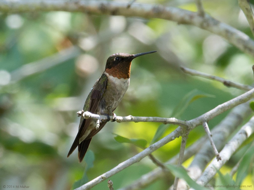 PIcture of a male Ruby-throated Hummingbird perched on a twig