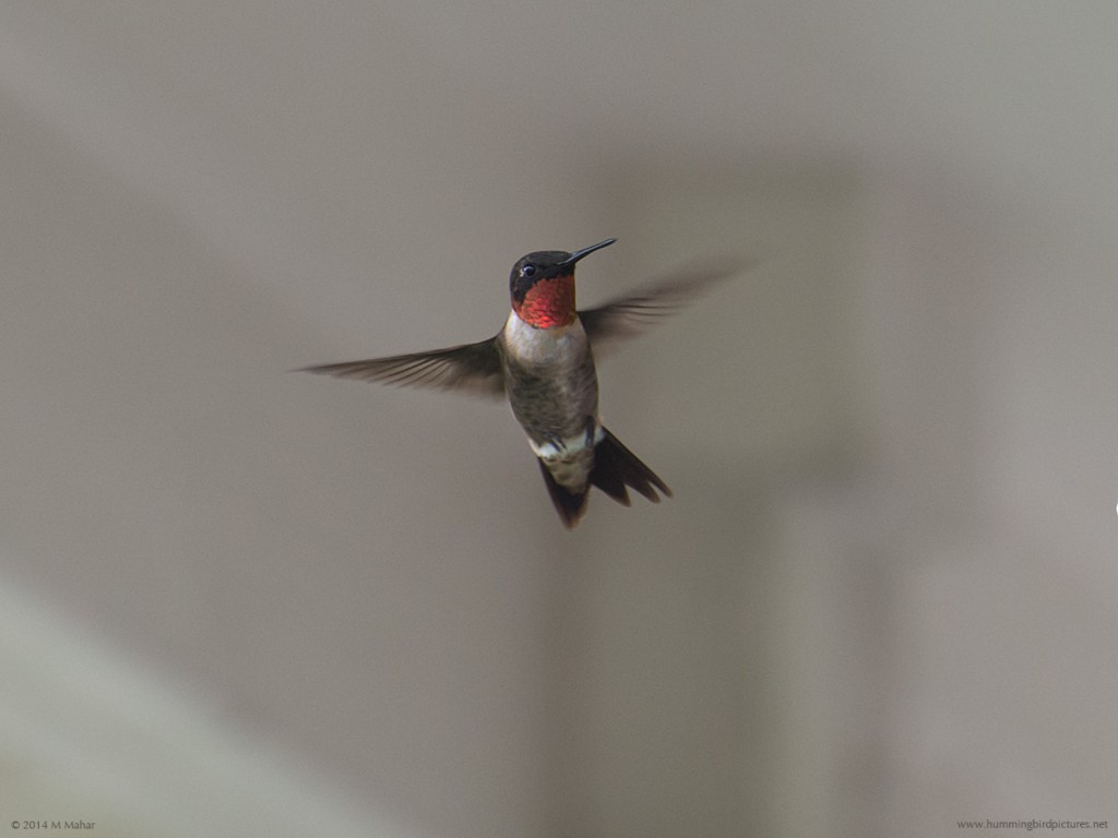Picture of a male Ruby-throated Hummingbird in flight
