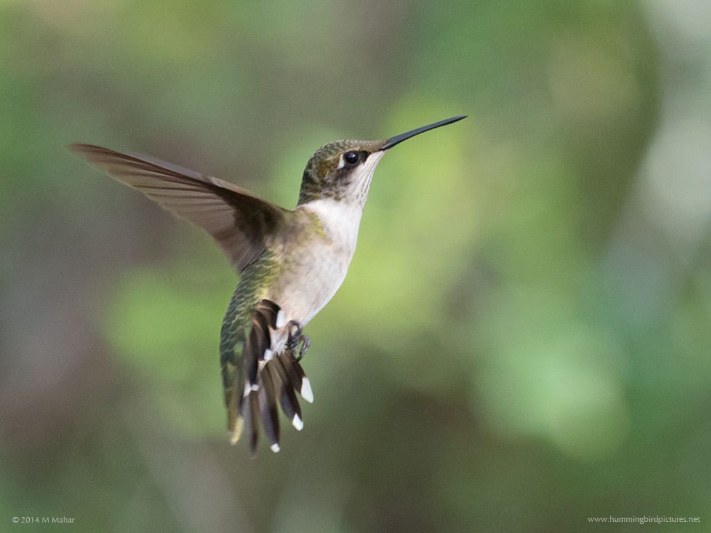 Side view picture of a young Ruby-throated Hummingbird in flight