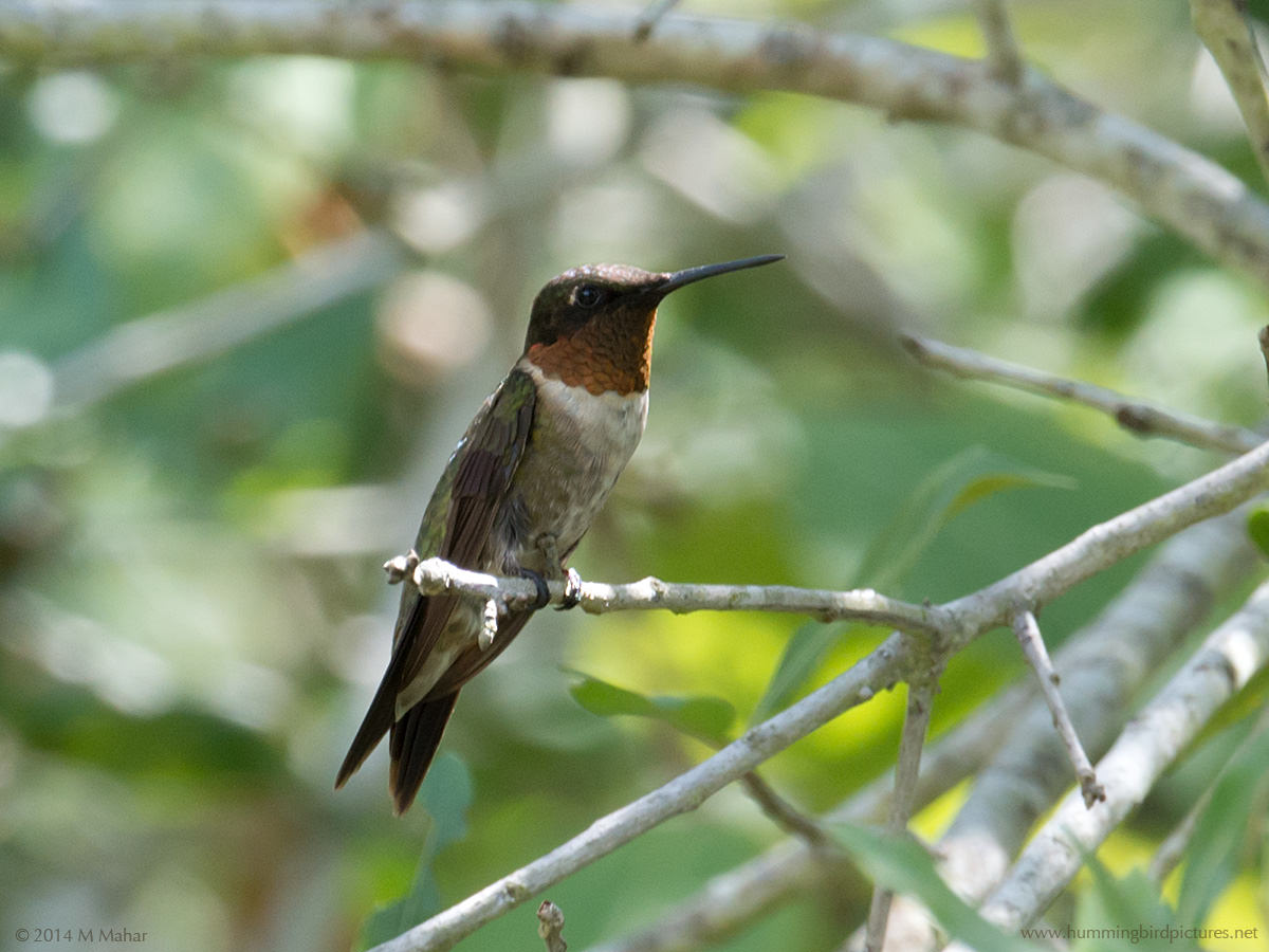 Red Throat Hummingbird 85