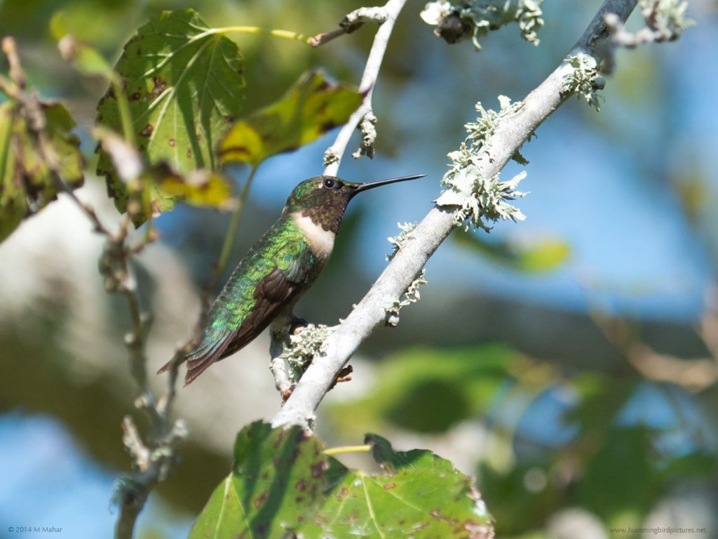 Side view picture of a male Ruby-throated Hummingbird