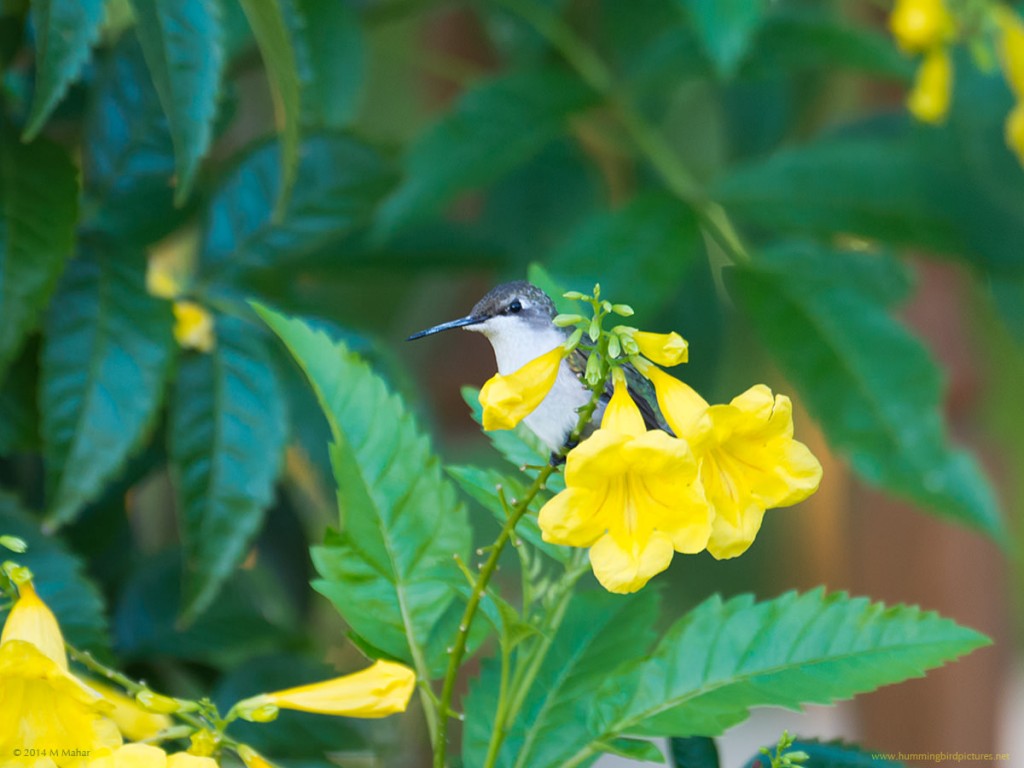 A Ruby-throated Hummingbird peers out from behind a cluster of yellow flowers.
