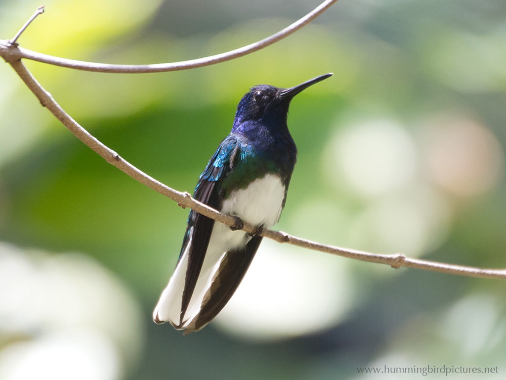 The White-necked Jacobin is a hummingbird with dark blue and stark white feathers.