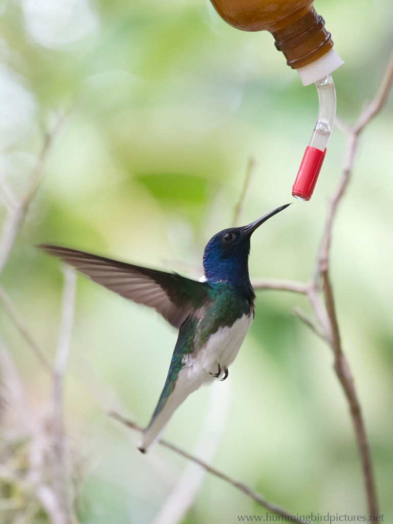 The dark blue and white White-necked Jacobin hovers at a feeder tube.