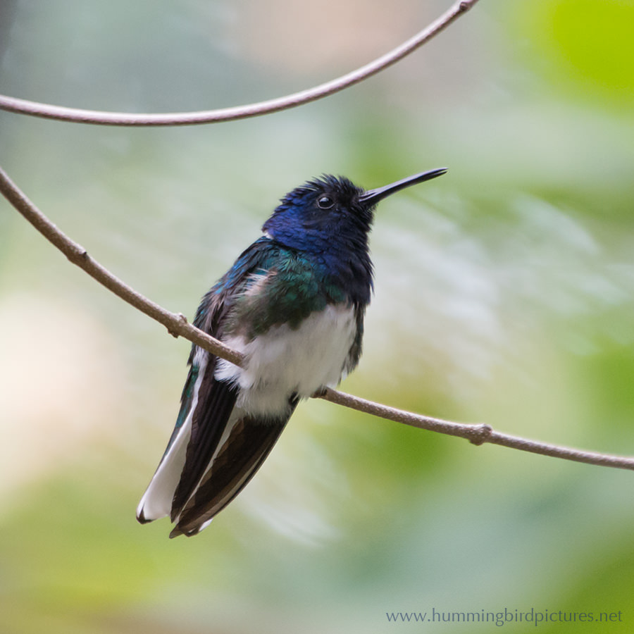A White-necked Jacobin perches on a twig.