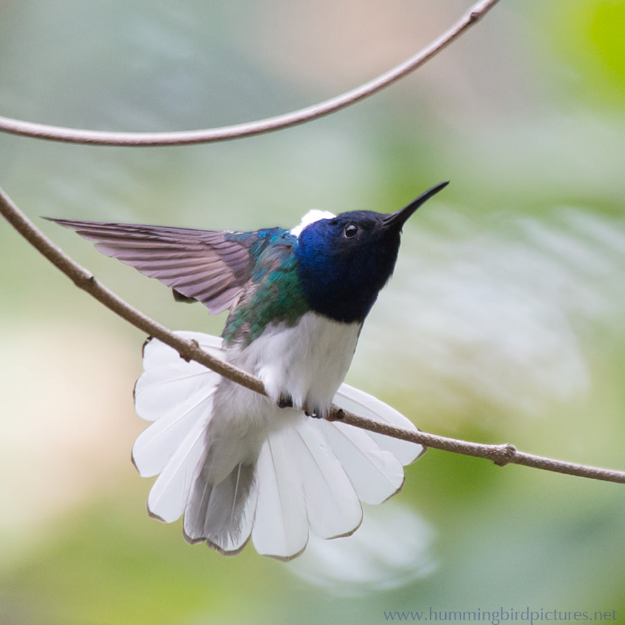 The hummingbird has stretched out one wing and fanned its white tail.