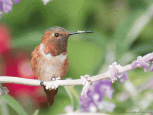 An Allen's Hummingbird turns his head in this animated GIF. His gorget feathers look dark brown, then bright orange.
