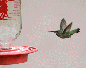 Hummingbird GIF file shows a series of photos of a hummingbird coming to land on a feeder.