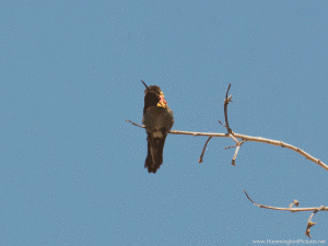 A hummingbird GIF shows an Anna's Hummingbird stretching while high up on a twig