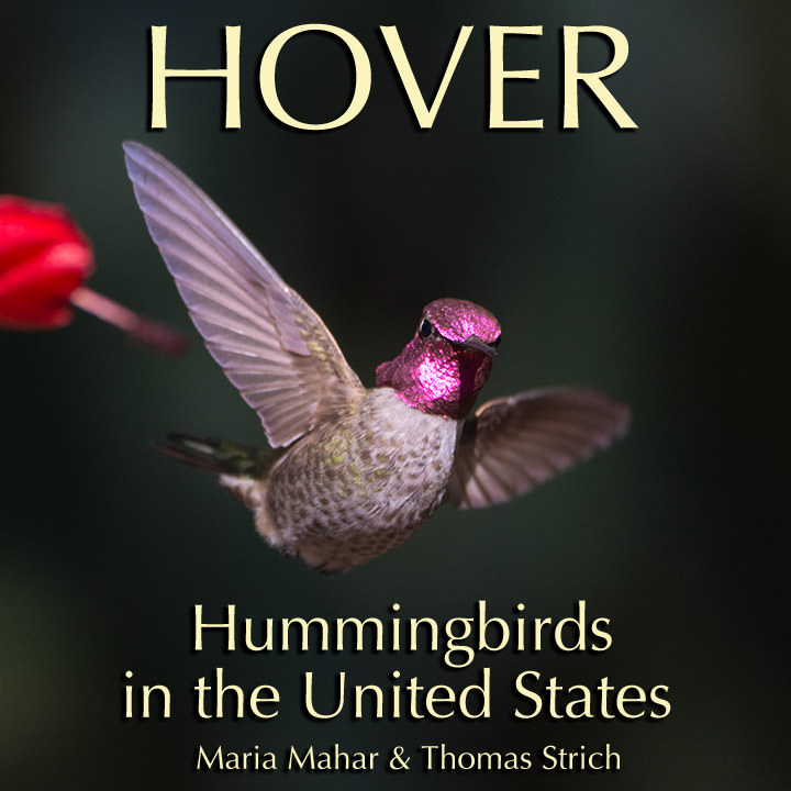 Cover image of Hover: Hummingbirds in the United States, a hummingbird ebook