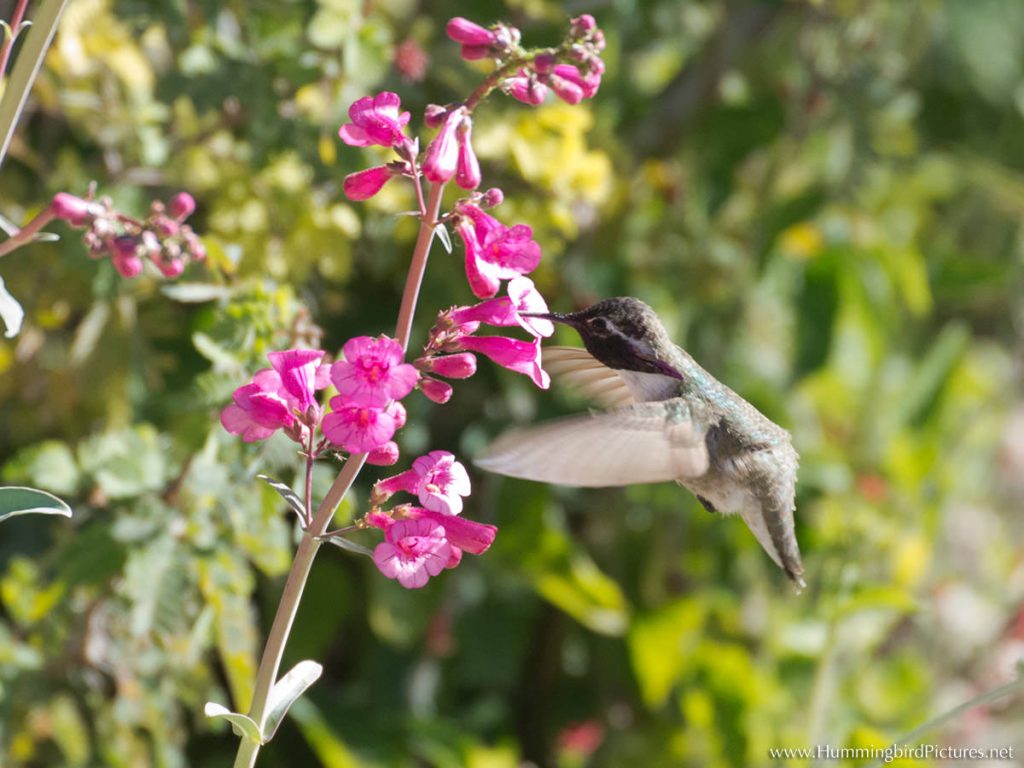 Attract hummingbirds with flowers and feeders
